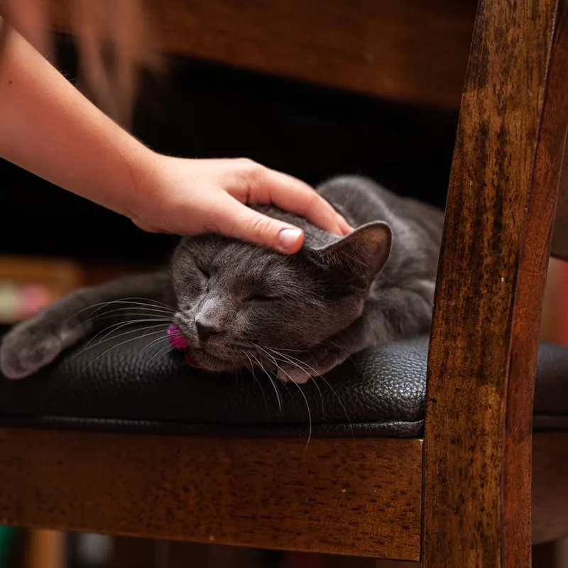 A caring hand gently stroking a content cat at home