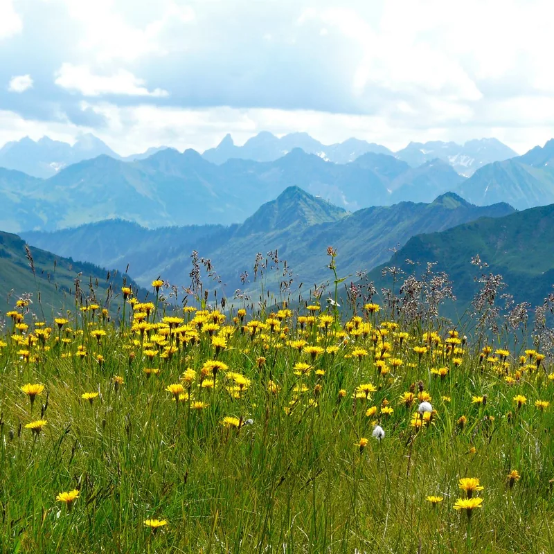 Alpine meadow in full bloom on the Valley of Flowers trek