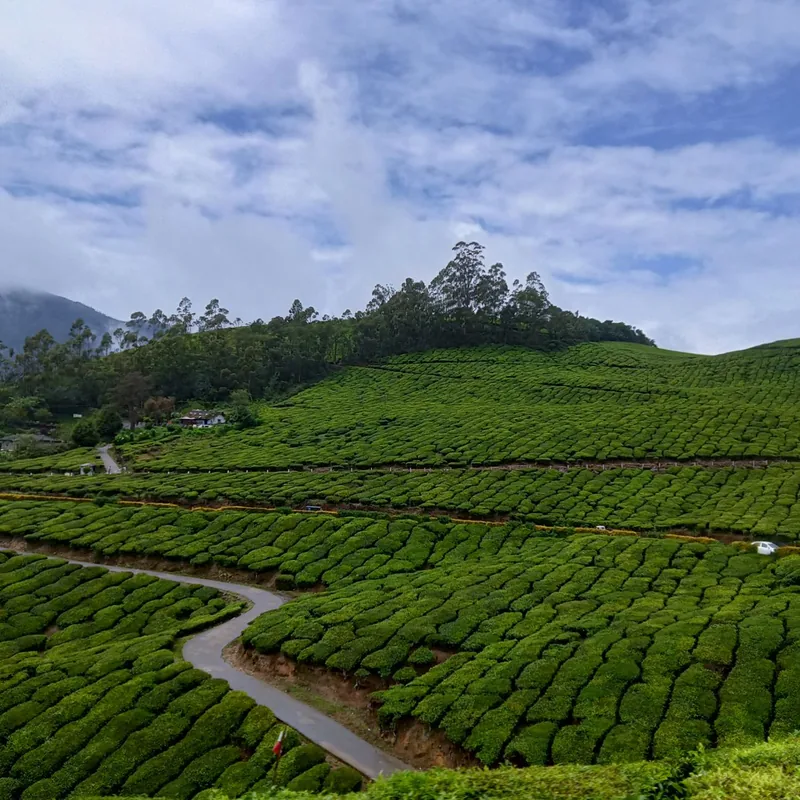 Rolling green tea plantation hills in Munnar, Kerala