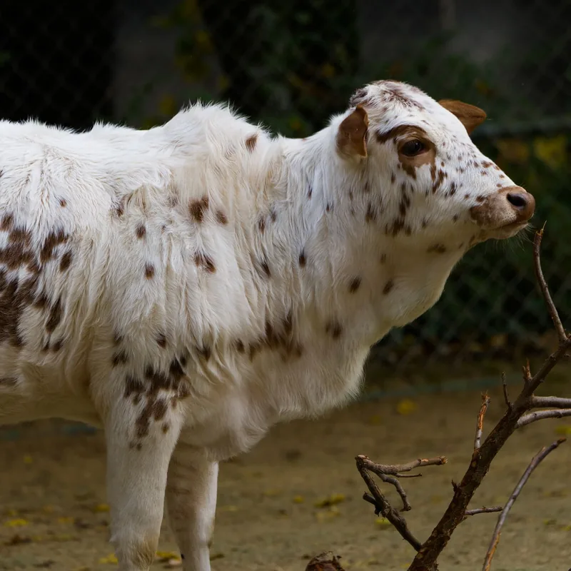 A young calf standing in a shaded yard, cared for as part of cow protection
