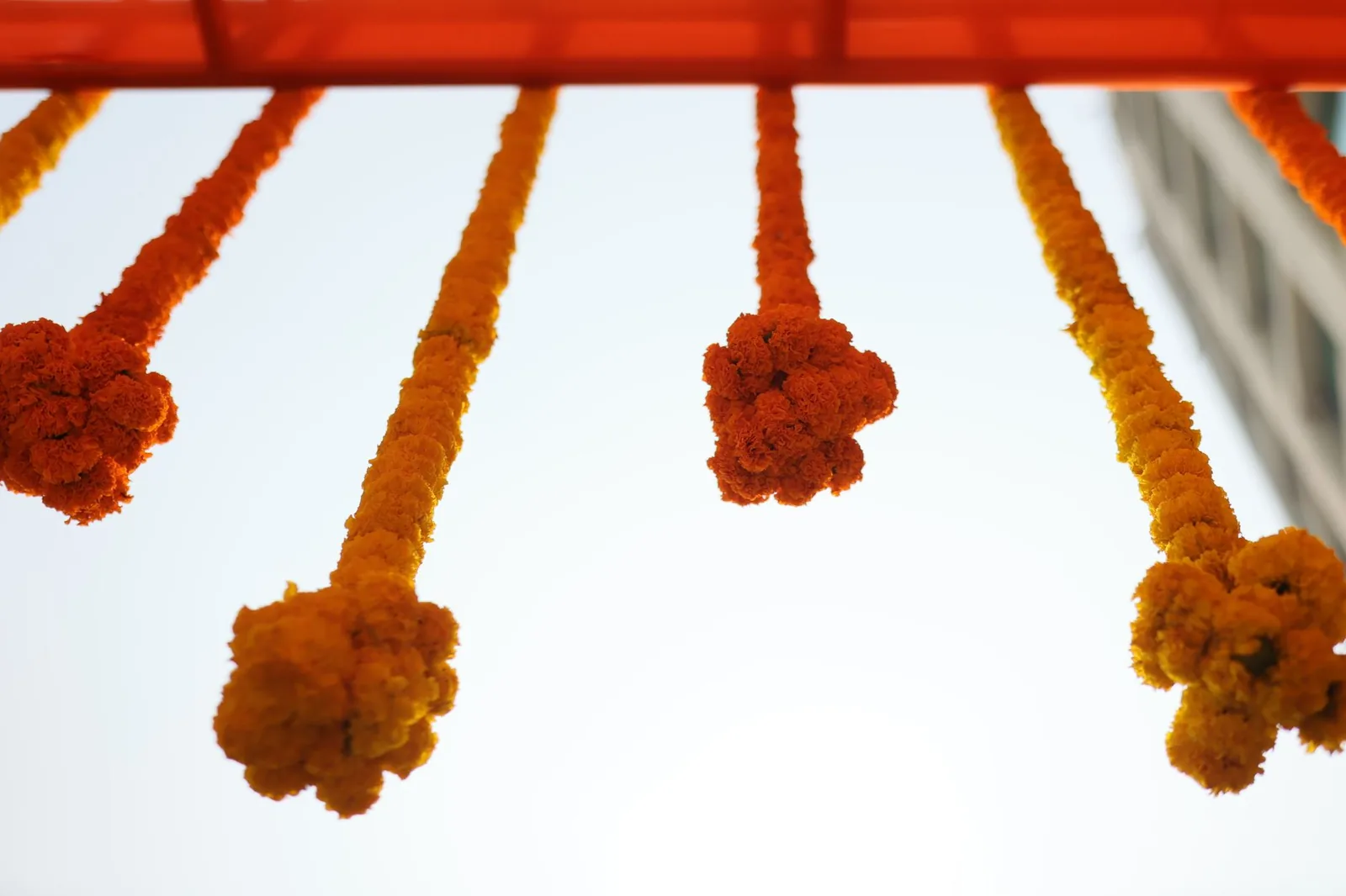 Long marigold garlands hung as decoration for an Indian festival