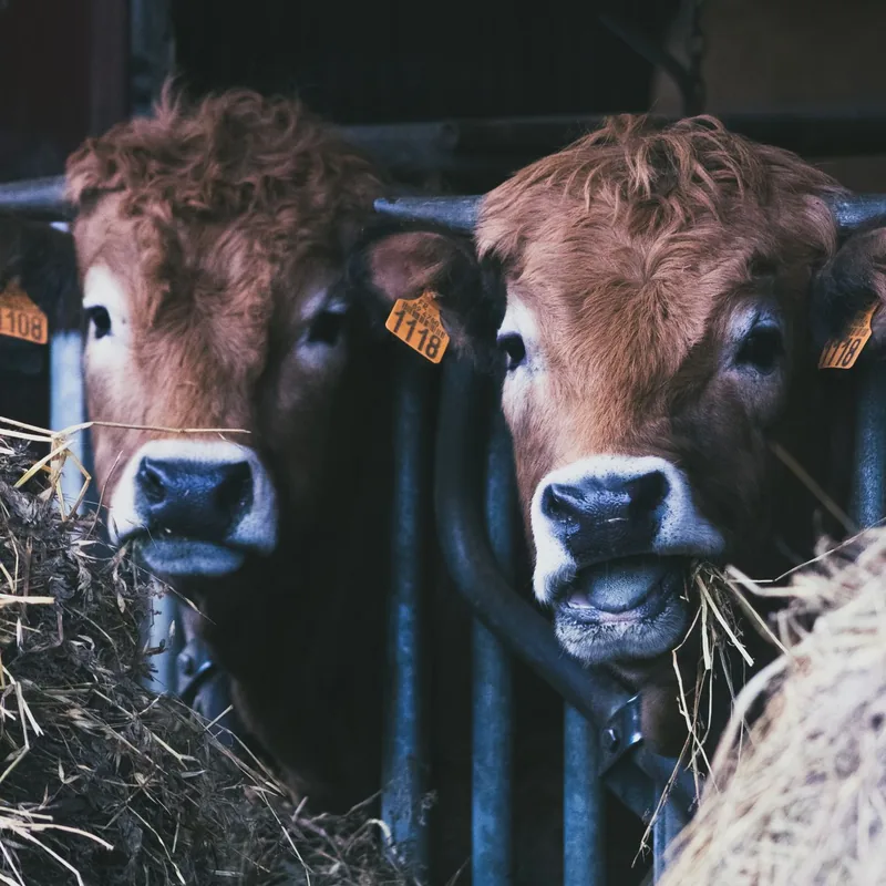 Dairy cattle on a farm