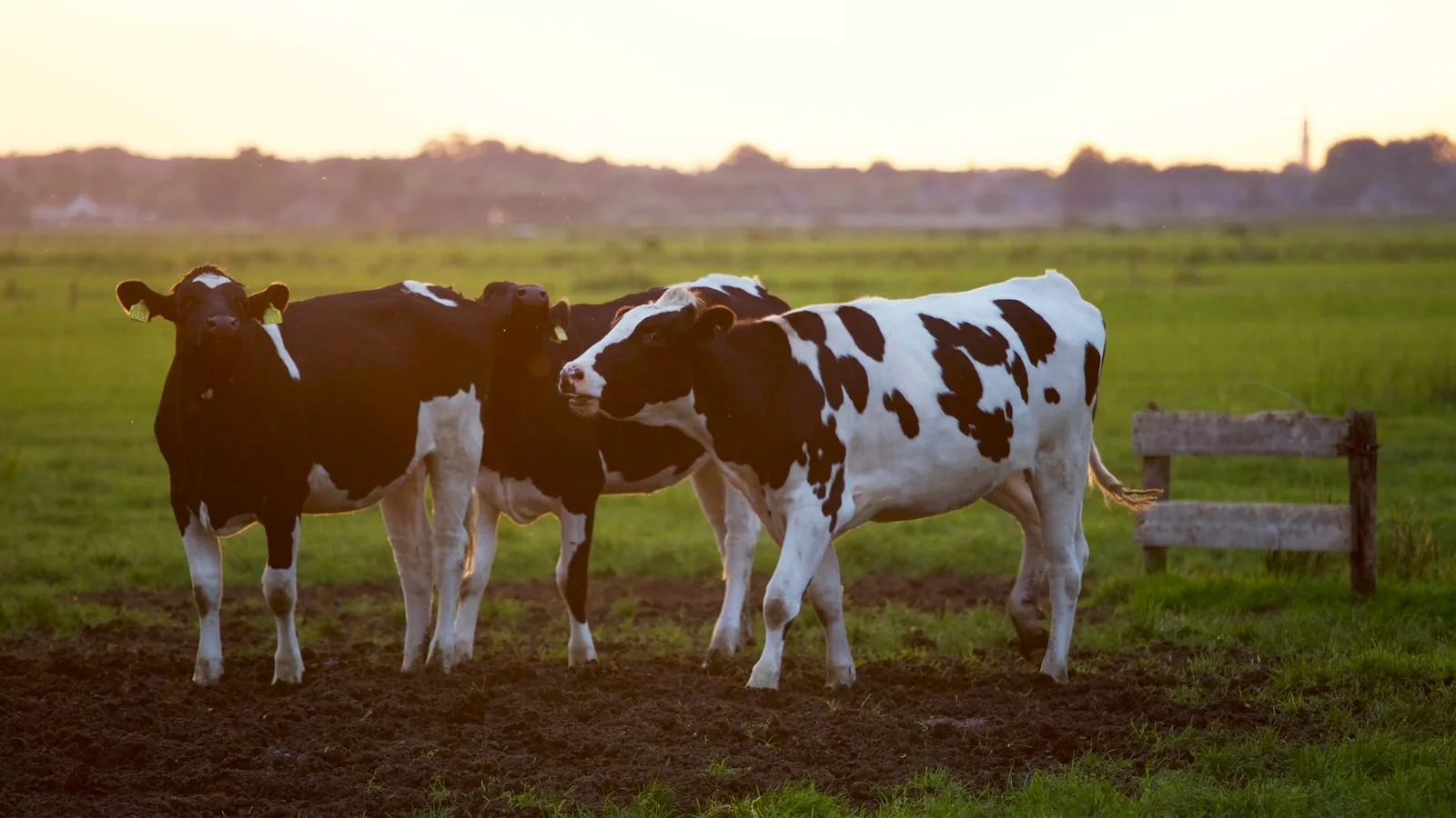 Healthy cattle grazing on a farm at golden hour