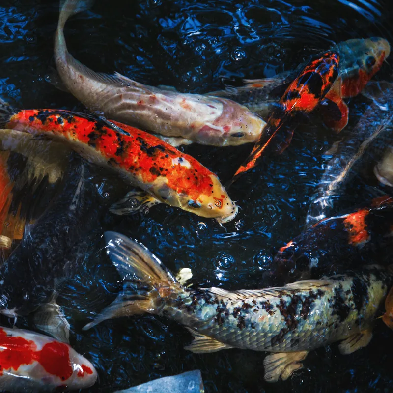 Aquaculture fish in a pond