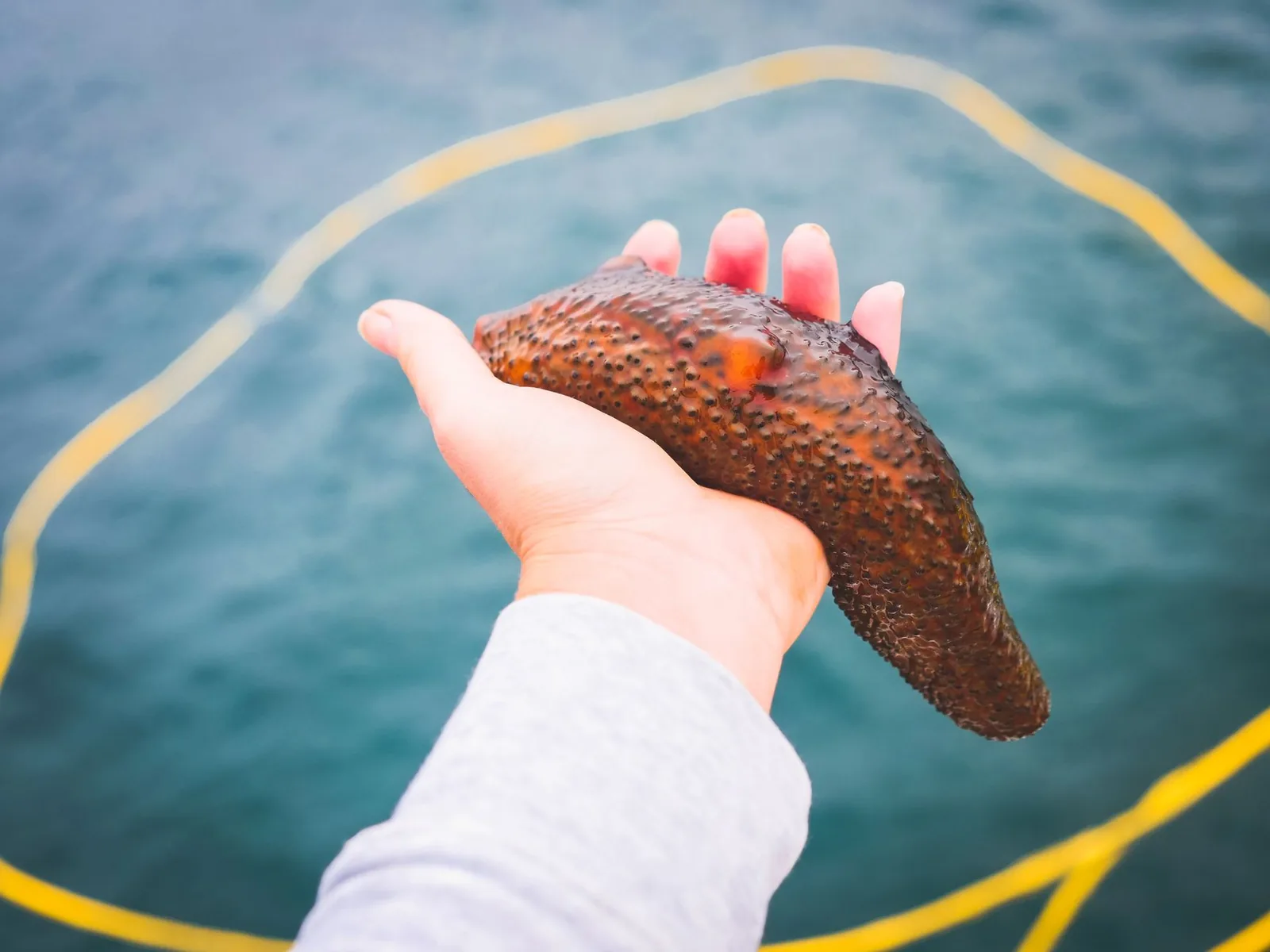 A freshly harvested sea cucumber held in an open hand above the sea