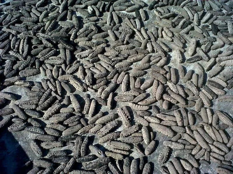 Sea cucumbers drying naturally in the sun