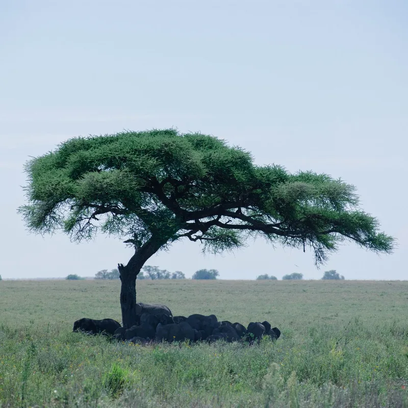 Elephants on the savanna at sunset, Africa
