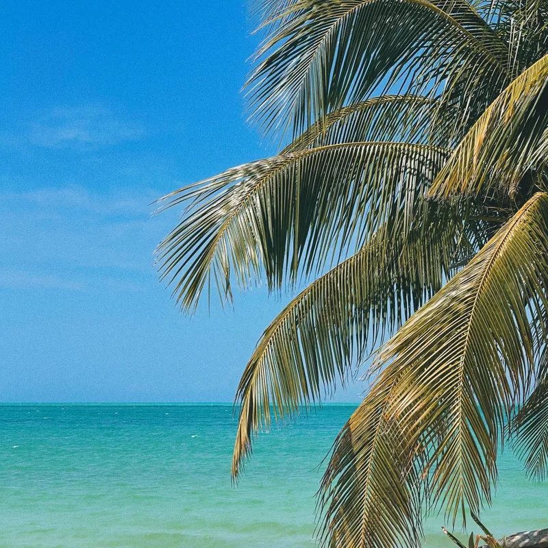 Turquoise water and palm trees, Andaman Islands