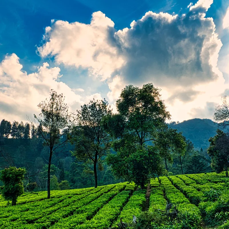 Misty green plantation hills, Coorg, Karnataka
