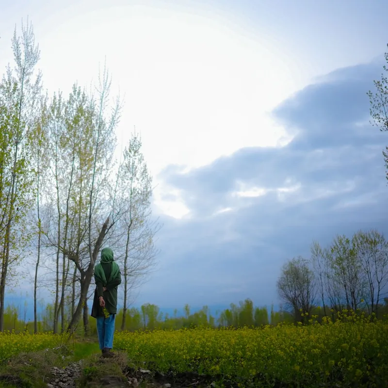 Meadows and snow-capped mountains, Gulmarg, Kashmir