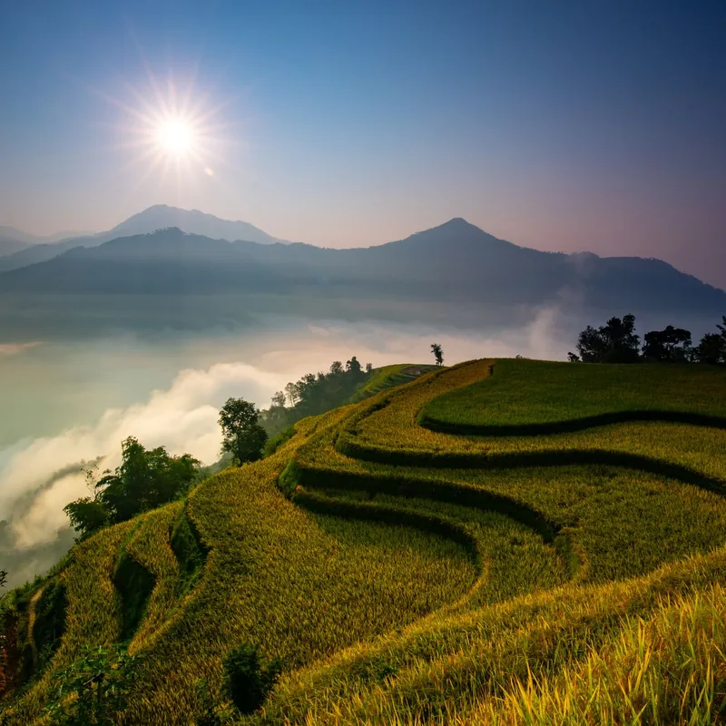 Lush rice terraces in Southeast Asia