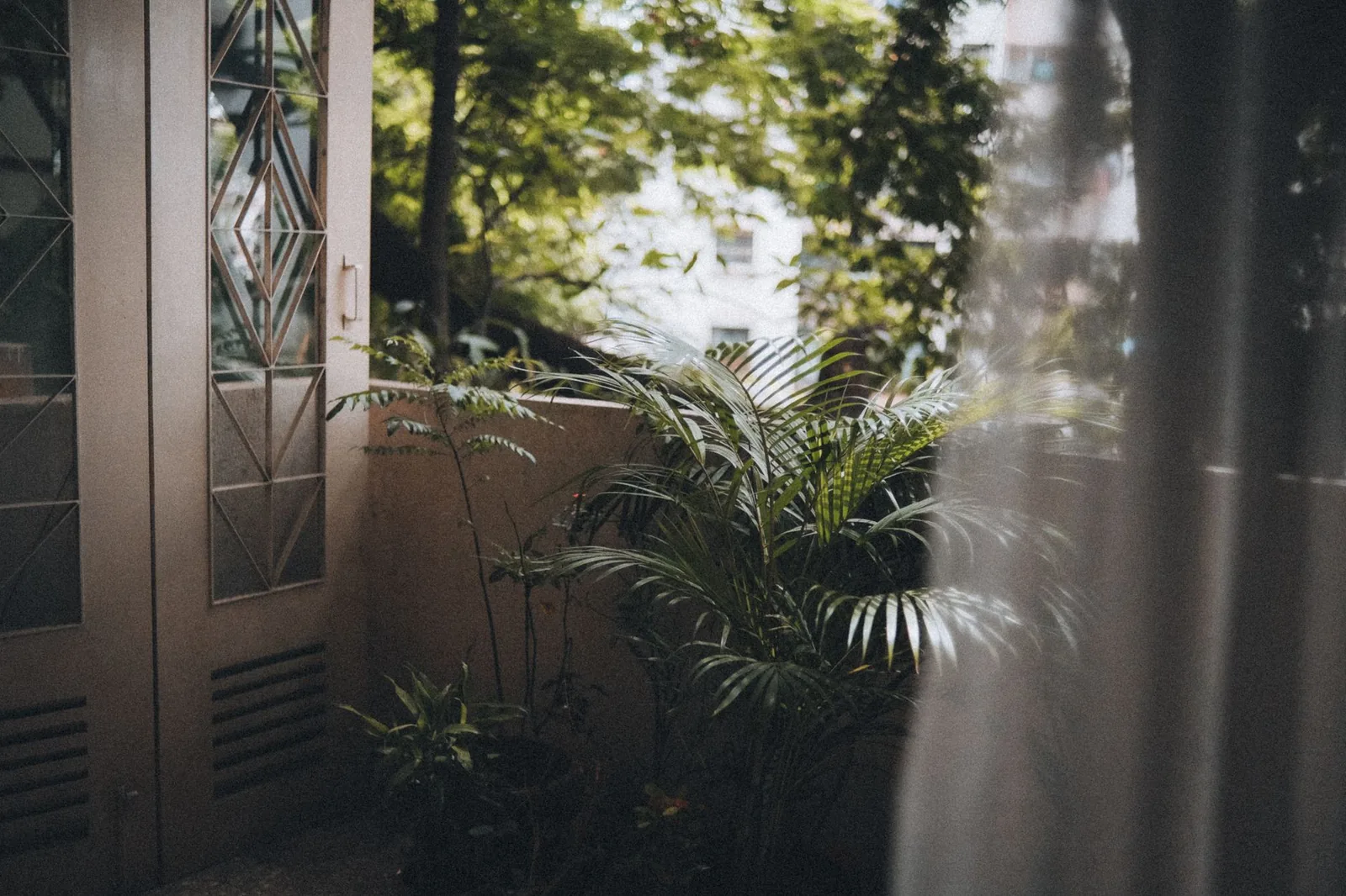 A calm home balcony filled with lush green plants