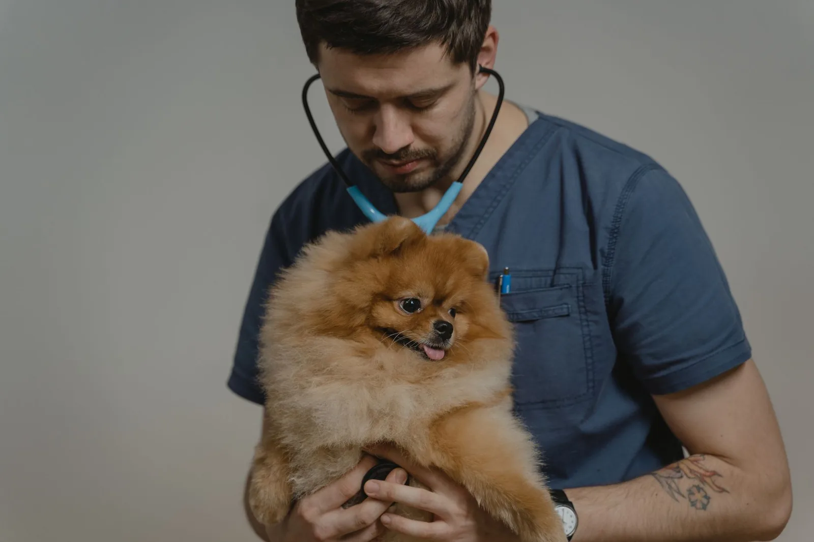 A veterinarian using a stethoscope to check a dog at Waggle