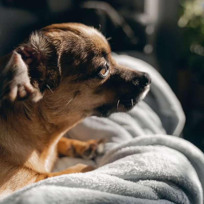 A dog resting cosily during a boarding stay